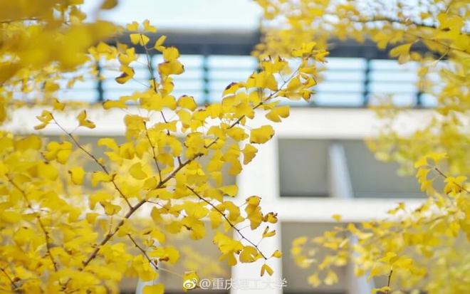 雷竞技RAYBET·(中国)官方网站重庆高校排名“大调整”西政无缘前3重邮第5重(图6)